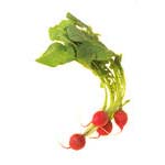 野菜や果物にも抗血栓性がある。